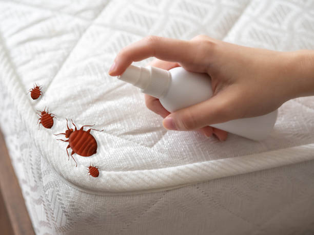 Best Bed Bug Extermination  in Central, SC